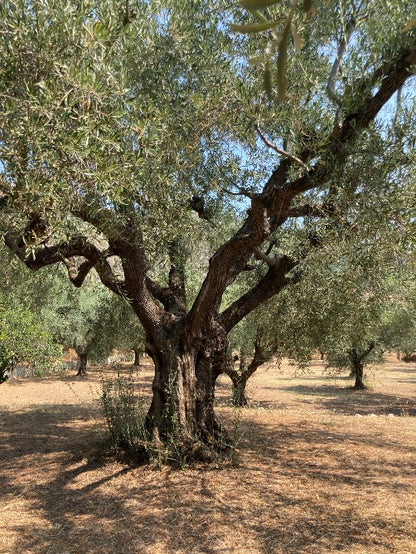 Olivenöl extra virgine Zykynthos